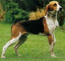 :  > Anglo-francouzsk� honi� de Petite Venerie (Medium-sized Anglo-french Hound)