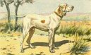 :  > Ariegsk� ov��k kr�tkosrst� (Ariege Pointing Dog)