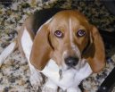 Art�sko-normandsk� basset