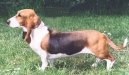 Art�sko-normandsk� basset