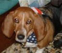 :  > Art�sko-normandsk� basset (Basset artesien normand)