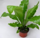 :  > Asplenium vlasov� (Asplenium trichomanes)