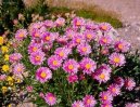 Astra alp�nsk�, hv�zdice alpsk�