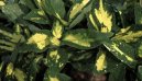 Pokojov� rostliny: Poloke�e > Aukuba japonsk� (Aucuba japonica)