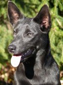 Australsk� kelpie