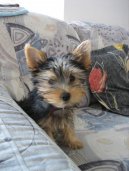 Ps� plemena: Dekorativn� > Australsk� silky teri�r (Australian Silky Terrier)