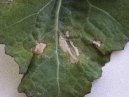 :  > Bakteri�ln� onemocn�n� (Bacterial diseases of flowers)