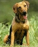 :  > Balk�nsk� honi� (Serbski Gonic, Serbian Hound)