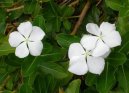 :  > Barv�nek r��ov�, katarantus (Catharanthus roseus)