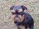 :  > Belgick� grifonek (Griffon belge, Belgian Griffon)