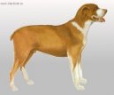 :  > Belgick� mastif (Belgian Mastiff)