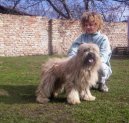 :  > Pyrenejsk� ov��k s dlouhou srst� (Pyrenean Sheepdog Long-haired)