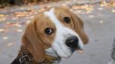 :  > B�gl (Beagle)