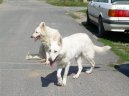 :  > B�l� �v�carsk� ov��k (Berger Blanc Suisse, White Swiss Shepherd Dog)