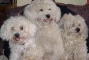 :  > Bi�onek (Bichon frise)