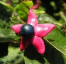 :  > Blahoke�, klerodendrum (Clerodendrum)
