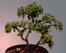 Pokojov� rostliny:  > Bonsaj (Bonsai)