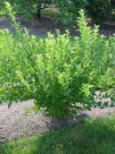 Pokojov� rostliny:  > Bor�v�� (Bor�vka)