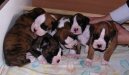 N�meck� boxer
