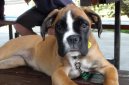 :  > N�meck� boxer (Deutscher Boxer)