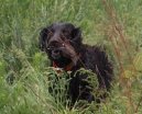:  > Boykin �pan�l (Boykin Spaniel)