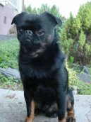 Fotky: Brabant�k (foto, obrazky)