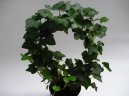 Pokojov� rostliny:  > B�e�an pop�nav� (Hedera helix)