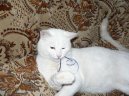 Ko�ky:  > Britsk� kr�tkosrst� ko�ka (British Shorthair Cat)