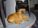 :  > Bruselsk� grifonek (Griffon Bruxellois, Brussels Griffon)