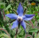 :  > Brutn�k L�ka�sk� (Borago officinalis L.)