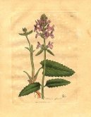 :  > Bukvice L�ka�sk� (Stachys betonica)