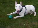 :  > Bulteri�r (Bullteri�r) (Bull Terrier)