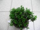 Buxus harlandii, buxus microphylla sinica, Zimostr�z