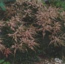 Pokojov� rostliny:  > �echrava (Astilbe arendsii)