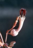 :  > Cerop�gie (Ceropegia Woodii)