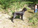 �esk� fousek