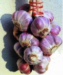 Pokojov� rostliny:  > �esnek kuchy�sk� (Allium sativum L.)