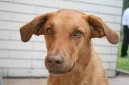 :  > Chesapeake Bay Retr�vr (Chesapeake Bay Retriever)
