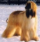 :  > Afg�nsk� p�vodn� chrt (Afghan Original Hound)