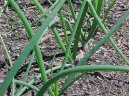 :  > Cibule zimn� - se�ka (Allium fistulosum L.)