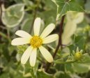 Ciner�rie zahradn�, star�ek