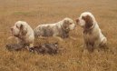 :  > Clumber �pan�l (Clumber Spaniel)