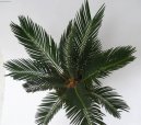 :  > Cykas japonsk� (Cycas revoluta)