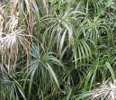 Cyperus, ��chor