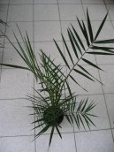 :  > Datlov� palma, finik, datlovn�k (Phoenix canariensis)