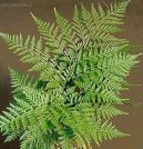 Davallie kan�rsk�