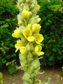 :  > Divizna Velkokv�t�, Divizna S�povit� (Verbascum thapsiforme Schrad., Verbascum phlomoides L)