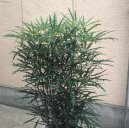 :  > Dizygot�ka (Dizygotheca)