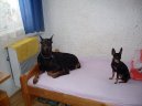 :  > Dobrman (Dobermann, Doberman)