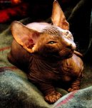 :  > Donsk� sphynx (Don Sphynx Cat)